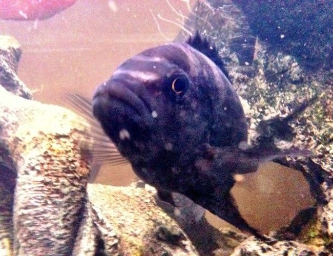 freshwater fish - pseudotropheus crabro - bumblebee cichlid stocking in 46 gallons tank - Bumble Bee freshwater fish - pseudotropheus crabro - bumblebee cichlid stocking in 46 gallons tank - Bumble Bee