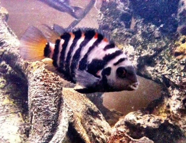 freshwater fish - archocentrus nigrofasciatus - black convict cichlid stocking in 46 gallons tank - Convict freshwater fish - archocentrus nigrofasciatus - black convict cichlid stocking in 46 gallons tank - Convict