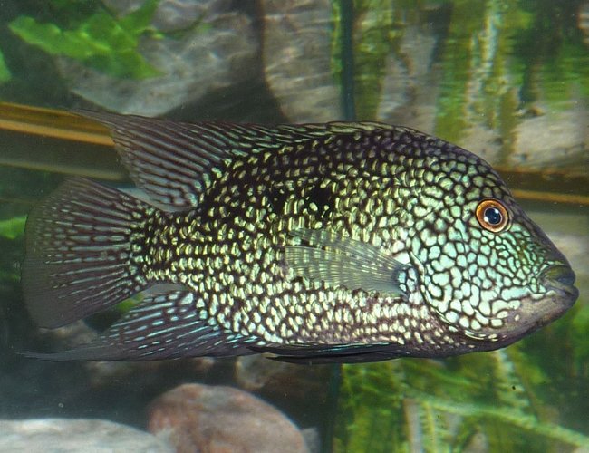 freshwater fish - herichthys cynoguttatus - texas cichlid stocking in 80 gallons tank - Texas Cichlid, looks blue to the eye, but when photographed with flash it looks green! :) freshwater fish - herichthys cynoguttatus - texas cichlid stocking in 80 gallons tank - Texas Cichlid, looks blue to the eye, but when photographed with flash it looks green! :)