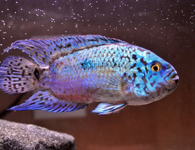 freshwater fish - nandopsis octofasciatum - electric blue jack dempsey stocking in 10 gallons tank - My ebjd, Fluffy at one and a half years old and about 4 inches long. freshwater fish - nandopsis octofasciatum - electric blue jack dempsey stocking in 10 gallons tank - My ebjd, Fluffy at one and a half years old and about 4 inches long.
