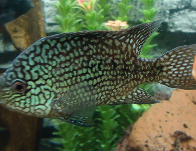 freshwater fish - herichthys cynoguttatus - texas cichlid stocking in 150 gallons tank - Texas Cichlid freshwater fish - herichthys cynoguttatus - texas cichlid stocking in 150 gallons tank - Texas Cichlid