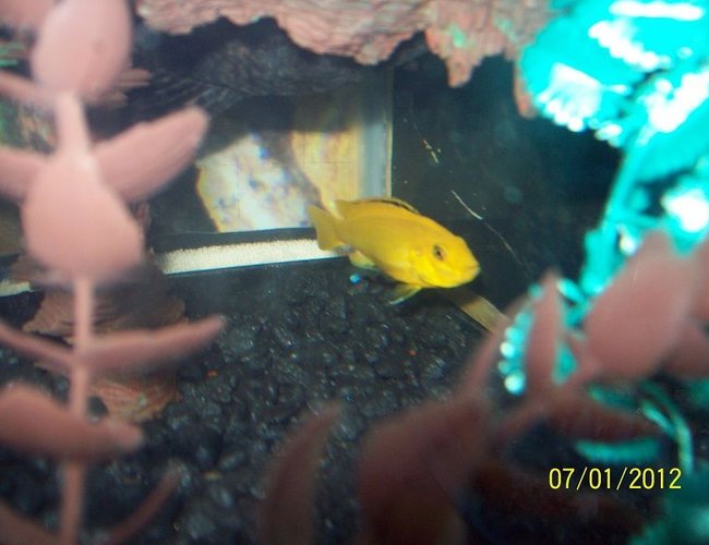 freshwater fish - labidochromis caeruleus - electric yellow cichlid stocking in 55 gallons tank - Electric Yellow freshwater fish - labidochromis caeruleus - electric yellow cichlid stocking in 55 gallons tank - Electric Yellow