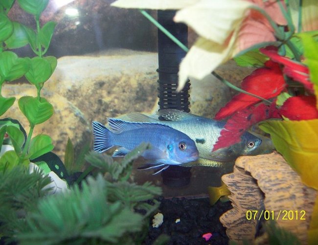 freshwater fish - pseudotropheus elongatus - elongate mbuna stocking in 55 gallons tank - Elongated Mbuna, with a blue gouramis freshwater fish - pseudotropheus elongatus - elongate mbuna stocking in 55 gallons tank - Elongated Mbuna, with a blue gouramis