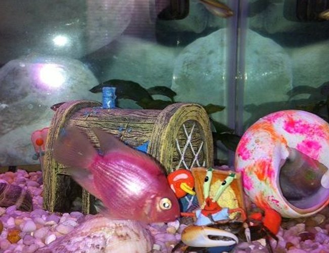 freshwater fish - hoplarchus psittacus - parrot cichlid stocking in 25 gallons tank - Bubble gum parrot and crab freshwater fish - hoplarchus psittacus - parrot cichlid stocking in 25 gallons tank - Bubble gum parrot and crab
