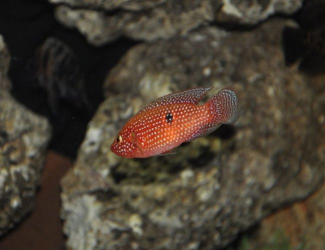 freshwater fish - hemichromis bimaculatus - jewel cichlid stocking in 100 gallons tank - Jewelery chicklet freshwater fish - hemichromis bimaculatus - jewel cichlid stocking in 100 gallons tank - Jewelery chicklet