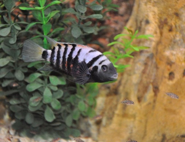 freshwater fish - archocentrus nigrofasciatus - black convict cichlid stocking in 100 gallons tank - fish 1 freshwater fish - archocentrus nigrofasciatus - black convict cichlid stocking in 100 gallons tank - fish 1
