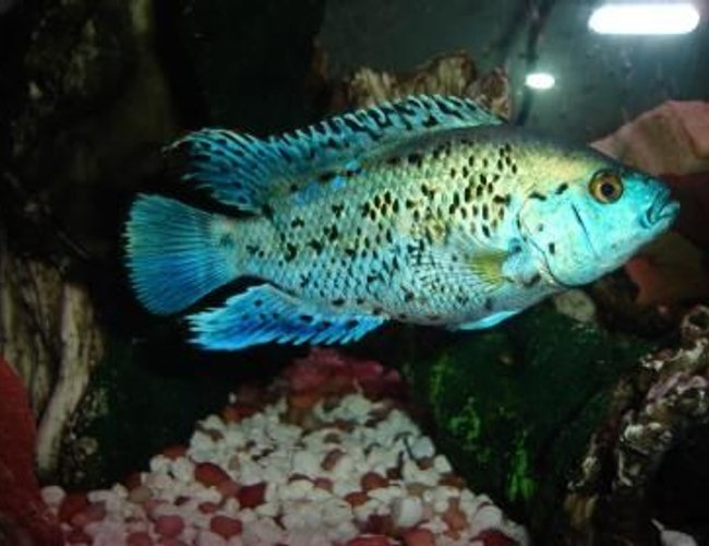 freshwater fish - nandopsis octofasciatum - electric blue jack dempsey stocking in 55 gallons tank - ebjd 2 freshwater fish - nandopsis octofasciatum - electric blue jack dempsey stocking in 55 gallons tank - ebjd 2