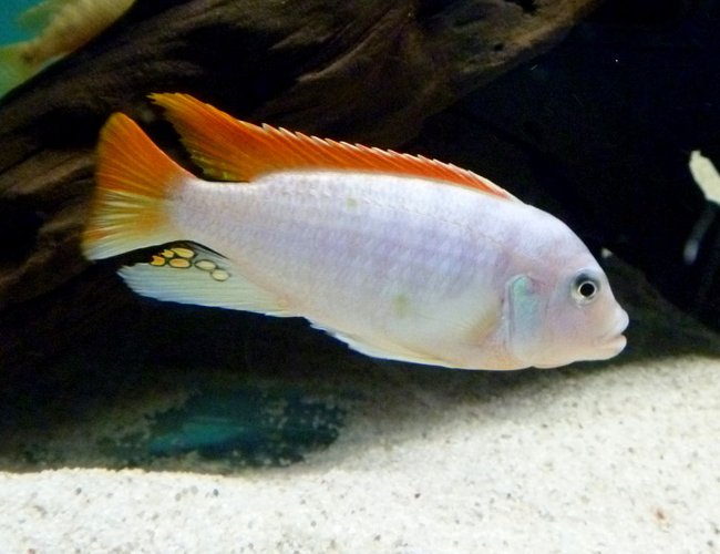 freshwater fish - metriaclima greshakei - ice blue red top zebra stocking in 135 gallons tank - Metriaclima Greshakei or Red Top Ice Blue Zebra freshwater fish - metriaclima greshakei - ice blue red top zebra stocking in 135 gallons tank - Metriaclima Greshakei or Red Top Ice Blue Zebra