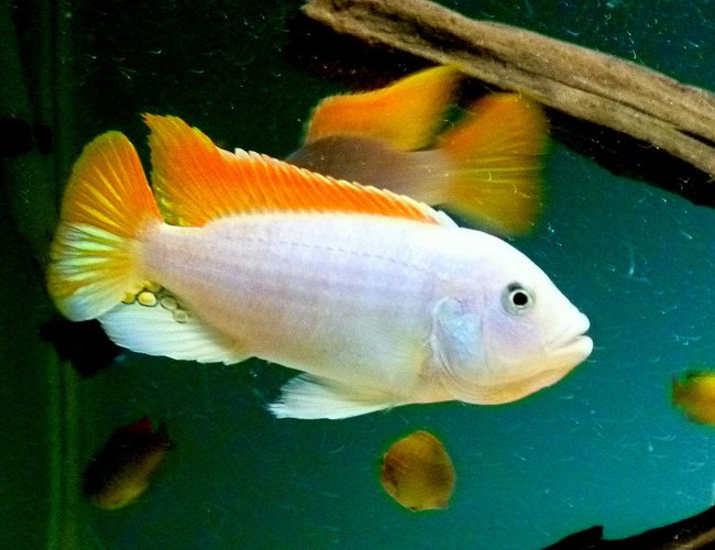 freshwater fish - metriaclima greshakei - ice blue red top zebra stocking in 135 gallons tank - Metriaclima Greshakei or Red Top Ice Blue Zebra freshwater fish - metriaclima greshakei - ice blue red top zebra stocking in 135 gallons tank - Metriaclima Greshakei or Red Top Ice Blue Zebra