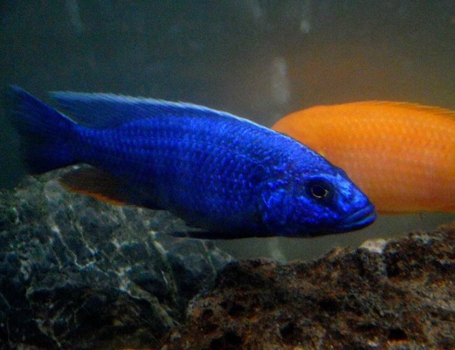freshwater fish - sciaenochromis fryeri - electric blue hap stocking in 90 gallons tank - Elec Blue Hap Male
Approx 4.5" long freshwater fish - sciaenochromis fryeri - electric blue hap stocking in 90 gallons tank - Elec Blue Hap Male
Approx 4.5" long