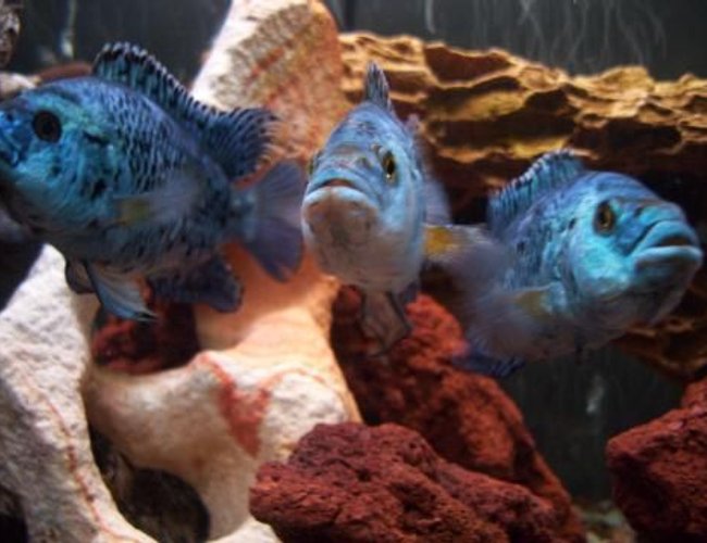 freshwater fish - nandopsis octofasciatum - electric blue jack dempsey stocking in 55 gallons tank - moe, larry and curly. The electric blues freshwater fish - nandopsis octofasciatum - electric blue jack dempsey stocking in 55 gallons tank - moe, larry and curly. The electric blues