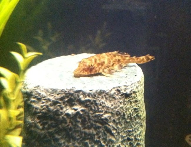 freshwater fish - peckoltia vermiculata - tiger pleco (l-02) stocking in 10 gallons tank - My New Pleco. I named him Neville. He is about 1.5 inches. freshwater fish - peckoltia vermiculata - tiger pleco (l-02) stocking in 10 gallons tank - My New Pleco. I named him Neville. He is about 1.5 inches.