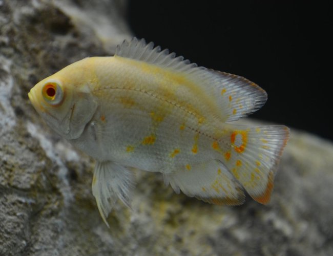 freshwater fish - astronotus ocellatus - tiger oscar, albino stocking in 60 gallons tank - Albino Oscar freshwater fish - astronotus ocellatus - tiger oscar, albino stocking in 60 gallons tank - Albino Oscar
