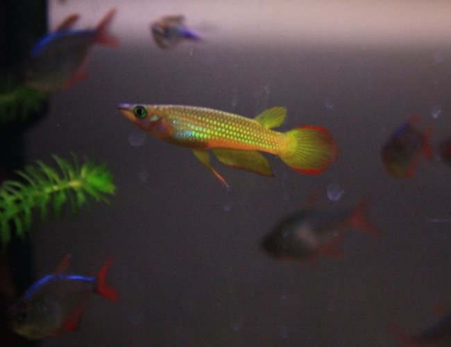 freshwater fish - pachypanchax playfairi - golden dream panchax killifish stocking in 64 gallons tank - Golden Panchax - incredibly inquisitive fish! freshwater fish - pachypanchax playfairi - golden dream panchax killifish stocking in 64 gallons tank - Golden Panchax - incredibly inquisitive fish!