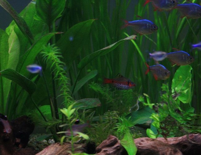 freshwater fish - puntius sp. - odessa barb stocking in 64 gallons tank - Odessa Barb and others freshwater fish - puntius sp. - odessa barb stocking in 64 gallons tank - Odessa Barb and others
