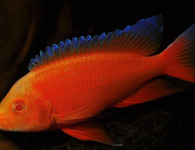 freshwater fish - aulonocara jacobfreibergi eureka - eureka red stocking in 180 gallons tank - my albino eureka freshwater fish - aulonocara jacobfreibergi eureka - eureka red stocking in 180 gallons tank - my albino eureka