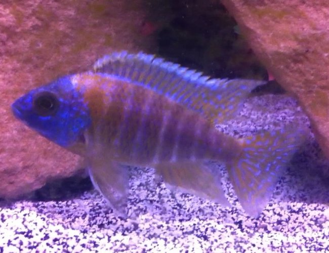 freshwater fish - aulonocara stuartgranti - peacock cichlid stocking in 55 gallons tank - Picture of one of my Peacocks. freshwater fish - aulonocara stuartgranti - peacock cichlid stocking in 55 gallons tank - Picture of one of my Peacocks.