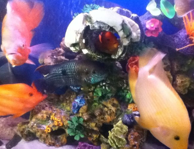 freshwater fish - aequidens rivulatus - green terror stocking in 50 gallons tank freshwater fish - aequidens rivulatus - green terror stocking in 50 gallons tank