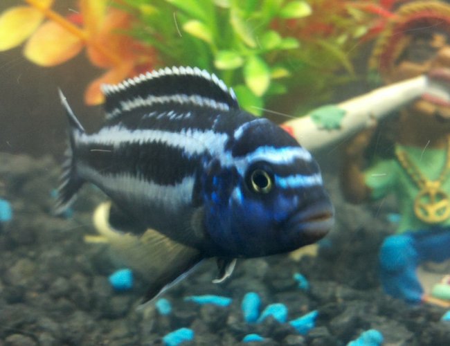 freshwater fish - melanochromis cyaneorhabdos - maingano cichlid stocking in 55 gallons tank - African Cichlid freshwater fish - melanochromis cyaneorhabdos - maingano cichlid stocking in 55 gallons tank - African Cichlid