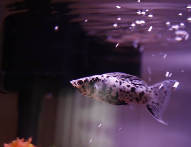 freshwater fish - poecilia latipinna - dalmatian molly stocking in 10 gallons tank - Dalmation Lyretail Molly - One of two
starter fish for my new tank! Although he could care less about his surroundings he seems quite intrigued with the heater in the tank. freshwater fish - poecilia latipinna - dalmatian molly stocking in 10 gallons tank - Dalmation Lyretail Molly - One of two
starter fish for my new tank! Although he could care less about his surroundings he seems quite intrigued with the heater in the tank.