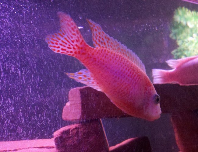 freshwater fish - aulonocara sp. - strawberry peacock cichlid stocking in 100 gallons tank - my strawberry peacock her hame is pinkie, freshwater fish - aulonocara sp. - strawberry peacock cichlid stocking in 100 gallons tank - my strawberry peacock her hame is pinkie,