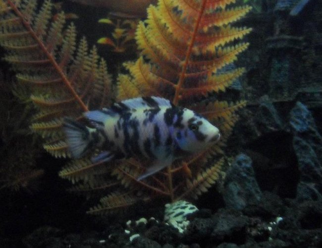 freshwater fish - labeotropheus fuelleborni - fuelleborni cichlid, orange blossom stocking in 100 gallons tank freshwater fish - labeotropheus fuelleborni - fuelleborni cichlid, orange blossom stocking in 100 gallons tank