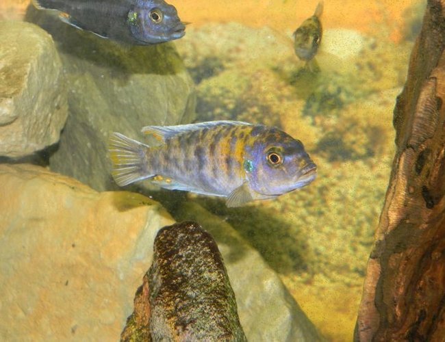 freshwater fish - labeotropheus fuelleborni - fuelleborni cichlid, orange blossom stocking in 55 gallons tank - Cant wait until his color REALLY starts to pop. Nice looking guy so early. freshwater fish - labeotropheus fuelleborni - fuelleborni cichlid, orange blossom stocking in 55 gallons tank - Cant wait until his color REALLY starts to pop. Nice looking guy so early.