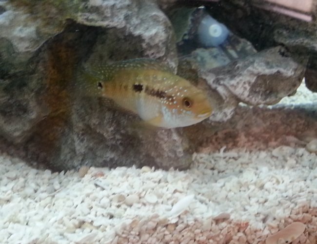 freshwater fish - nandopsis salvini - salvini cichlid stocking in 50 gallons tank - More Cichlids freshwater fish - nandopsis salvini - salvini cichlid stocking in 50 gallons tank - More Cichlids
