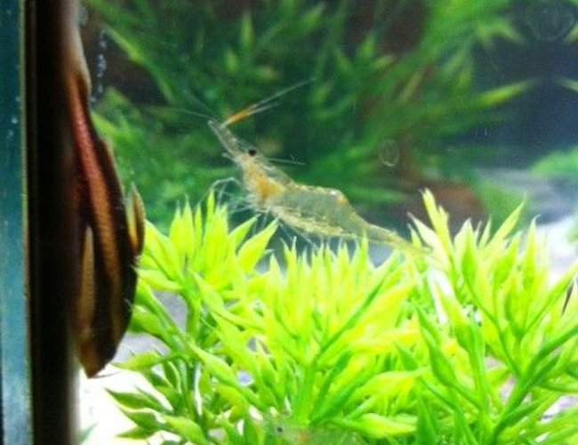 freshwater fish - platyodras armatulus - striped raphael cat stocking in 55 gallons tank - stripped ralph and ghost freshwater fish - platyodras armatulus - striped raphael cat stocking in 55 gallons tank - stripped ralph and ghost