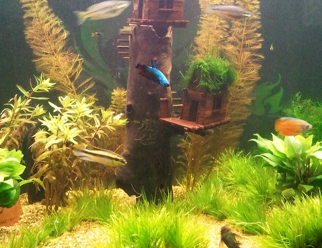freshwater fish - pelvicachromis pulcher - kribensis cichlid stocking in 95 gallons tank - Not the best pic but it shows my
driftwood masterpiece that held up quite well actually. freshwater fish - pelvicachromis pulcher - kribensis cichlid stocking in 95 gallons tank - Not the best pic but it shows my
driftwood masterpiece that held up quite well actually.