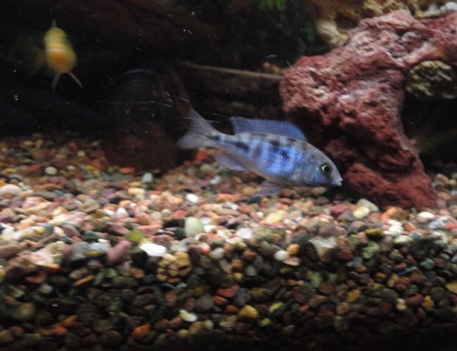 freshwater fish - cyrtocara moorii - blue dolphin cichlid stocking in 90 gallons tank - Juvenile Malawi blue dolphin. freshwater fish - cyrtocara moorii - blue dolphin cichlid stocking in 90 gallons tank - Juvenile Malawi blue dolphin.