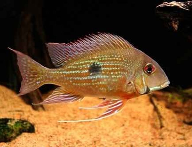 freshwater fish - satanoperca jurupari - eartheater stocking in 5 gallons tank - rate freshwater fish - satanoperca jurupari - eartheater stocking in 5 gallons tank - rate