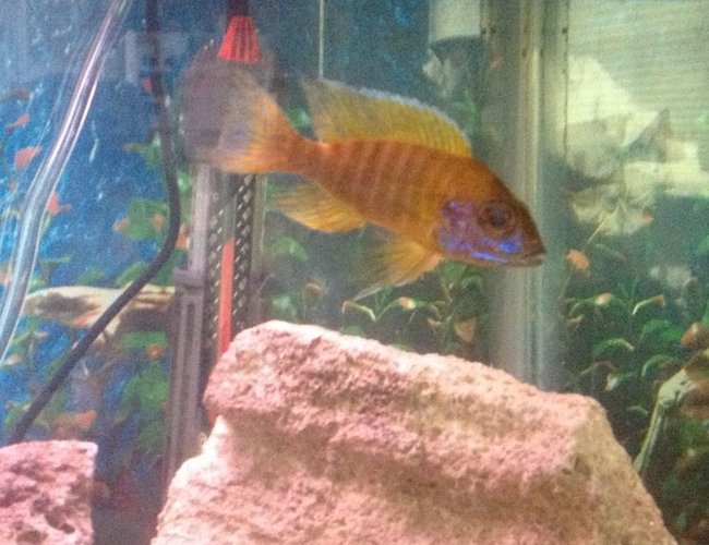 freshwater fish - aulonocara stuartgranti - peacock cichlid stocking in 55 gallons tank - Peacock freshwater fish - aulonocara stuartgranti - peacock cichlid stocking in 55 gallons tank - Peacock