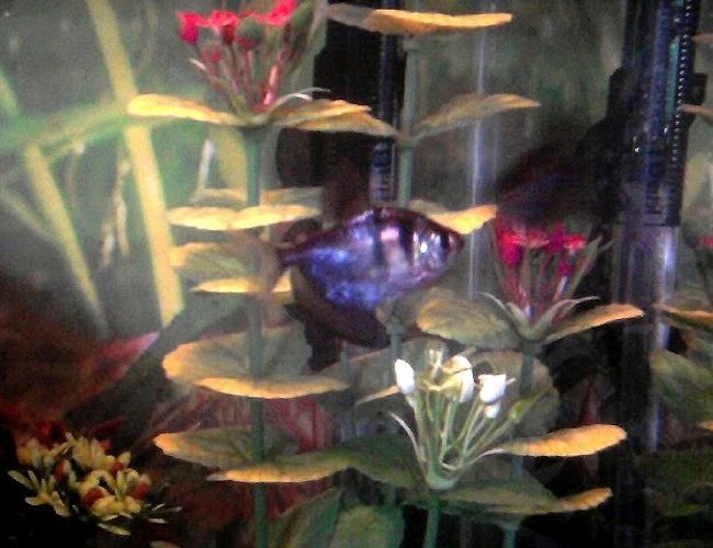 freshwater fish - gymnocorymbus sp. - black skirt tetra stocking in 20 gallons tank - One of my Black Skirt Tetras freshwater fish - gymnocorymbus sp. - black skirt tetra stocking in 20 gallons tank - One of my Black Skirt Tetras