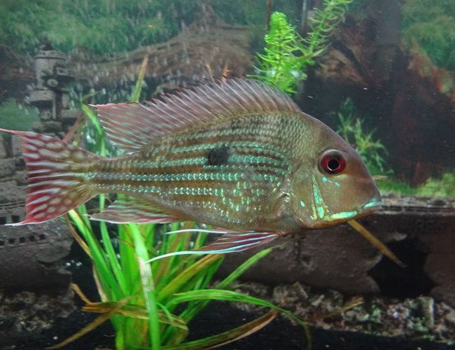 freshwater fish - satanoperca jurupari - eartheater stocking in 75 gallons tank - geophagus albios
eartheater freshwater fish - satanoperca jurupari - eartheater stocking in 75 gallons tank - geophagus albios
eartheater