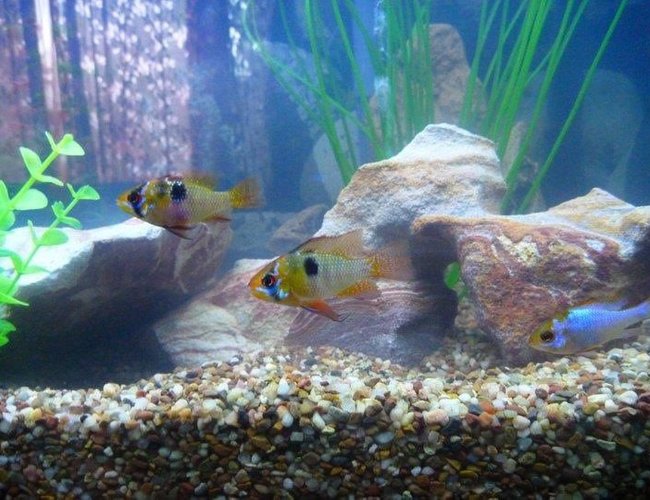 freshwater fish - papiliochromis ramirezi - german blue ram stocking in 90 gallons tank - Ram cichlids freshwater fish - papiliochromis ramirezi - german blue ram stocking in 90 gallons tank - Ram cichlids