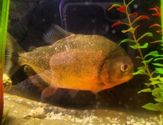 freshwater fish - pygocentrus nattereri - redbellied pirhana stocking in 26 gallons tank - 10" red bellied piranha in my freshwater tank freshwater fish - pygocentrus nattereri - redbellied pirhana stocking in 26 gallons tank - 10" red bellied piranha in my freshwater tank