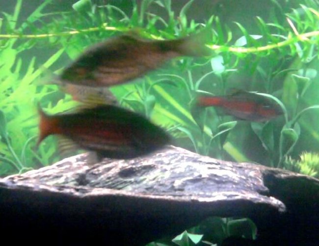 freshwater fish - puntius sp. - odessa barb stocking in 20 gallons tank - grainy image of both together {f?} top {m} bottom freshwater fish - puntius sp. - odessa barb stocking in 20 gallons tank - grainy image of both together {f?} top {m} bottom