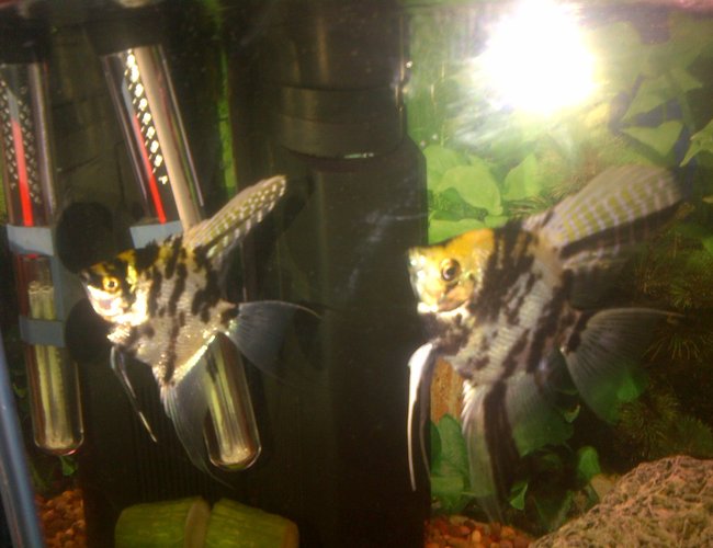 freshwater fish - pterophyllum sp. - koi angel stocking in 8 gallons tank - My angelfish freshwater fish - pterophyllum sp. - koi angel stocking in 8 gallons tank - My angelfish