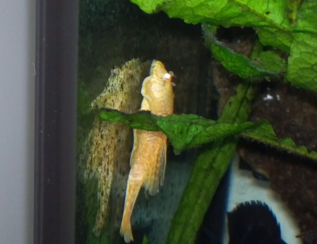freshwater fish - ancistrus sp. - bushy nose pleco stocking in 80 gallons tank - Albino long fin bristle nose pleco freshwater fish - ancistrus sp. - bushy nose pleco stocking in 80 gallons tank - Albino long fin bristle nose pleco