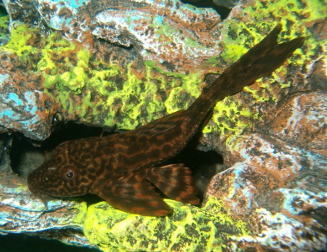 freshwater fish - pseudoacanthicus leopardus - redtail leopard pleco (l-114) stocking in 20 gallons tank - plecosaurus freshwater fish - pseudoacanthicus leopardus - redtail leopard pleco (l-114) stocking in 20 gallons tank - plecosaurus