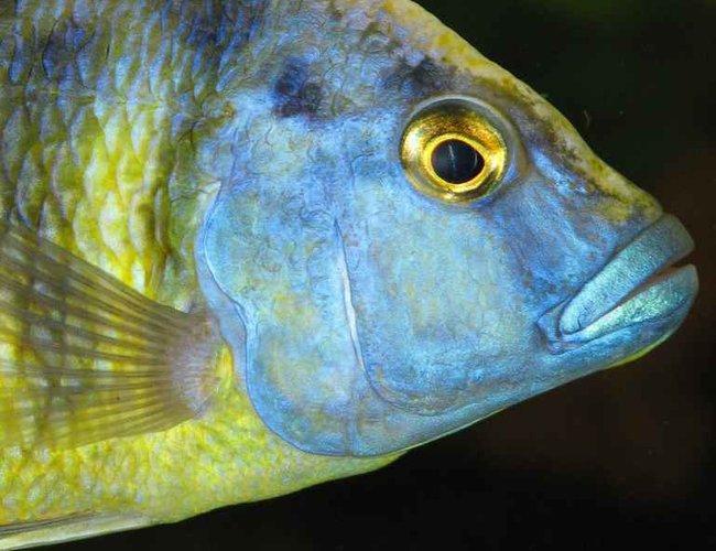 freshwater fish - nimbochromis venustus - venustus cichlid stocking in 50 gallons tank - Nimbochromis Venustus - Male freshwater fish - nimbochromis venustus - venustus cichlid stocking in 50 gallons tank - Nimbochromis Venustus - Male