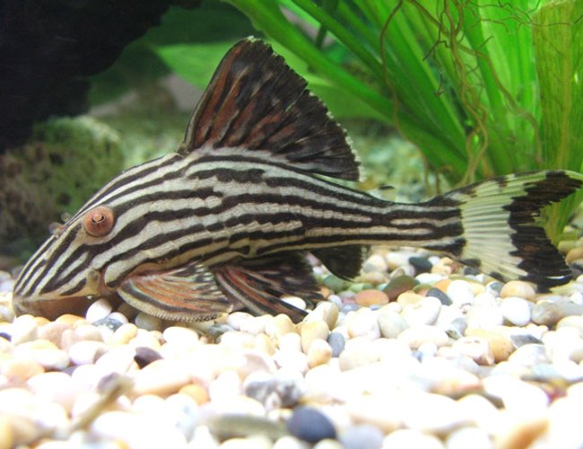 freshwater fish - panaque nigrolineatus - gold royal pleco (l-027) - Royal plec freshwater fish - panaque nigrolineatus - gold royal pleco (l-027) - Royal plec