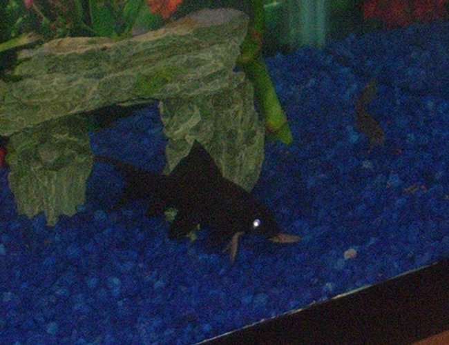 freshwater fish - labeo chrysophekadion - black shark stocking in 29 gallons tank - 3.5" Black Shark
Keep on dark soil and they will be jet black. freshwater fish - labeo chrysophekadion - black shark stocking in 29 gallons tank - 3.5" Black Shark
Keep on dark soil and they will be jet black.