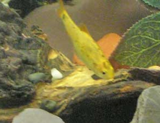 freshwater fish - puntius ticto - ticto barb stocking in 12 gallons tank - one of the golden barbs freshwater fish - puntius ticto - ticto barb stocking in 12 gallons tank - one of the golden barbs