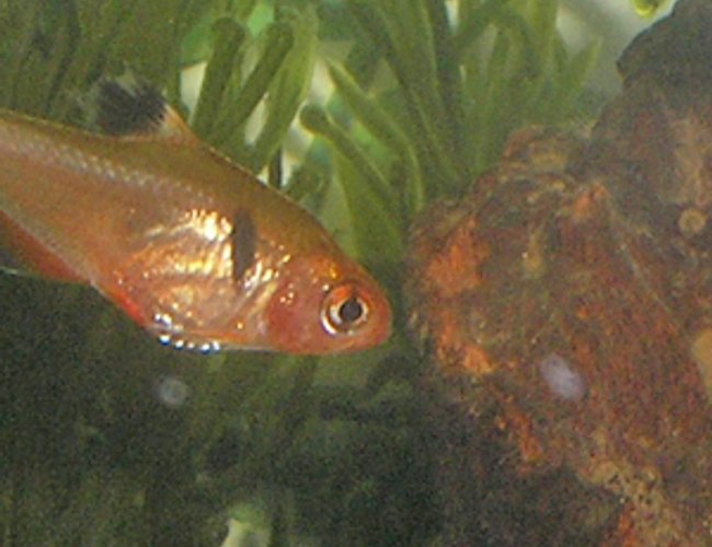freshwater fish - hyphessobrycon callistus - red minor serpae tetra stocking in 12 gallons tank - one of my tetras freshwater fish - hyphessobrycon callistus - red minor serpae tetra stocking in 12 gallons tank - one of my tetras