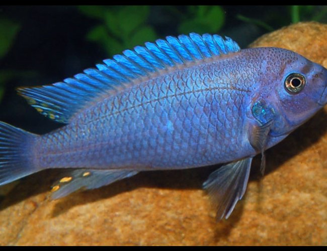 freshwater fish - maylandia callainos - blue cobalt cichlid stocking in 47 gallons tank - Anothe "Red Zebra" african cichlid however I think he may be a mix. freshwater fish - maylandia callainos - blue cobalt cichlid stocking in 47 gallons tank - Anothe "Red Zebra" african cichlid however I think he may be a mix.