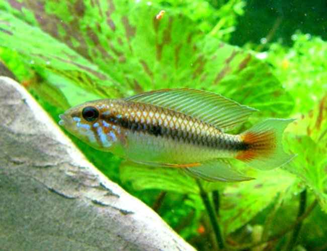 freshwater fish - apistogramma sp. - assorted apistogramma stocking in 46 gallons tank - Apistogramma - male freshwater fish - apistogramma sp. - assorted apistogramma stocking in 46 gallons tank - Apistogramma - male