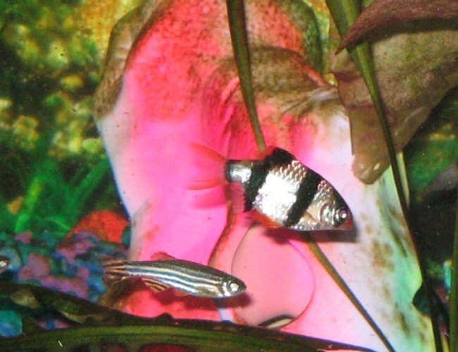 freshwater fish - puntius tetrazona - tiger barb stocking in 55 gallons tank - Tiger Barb and Zebra Dan freshwater fish - puntius tetrazona - tiger barb stocking in 55 gallons tank - Tiger Barb and Zebra Dan