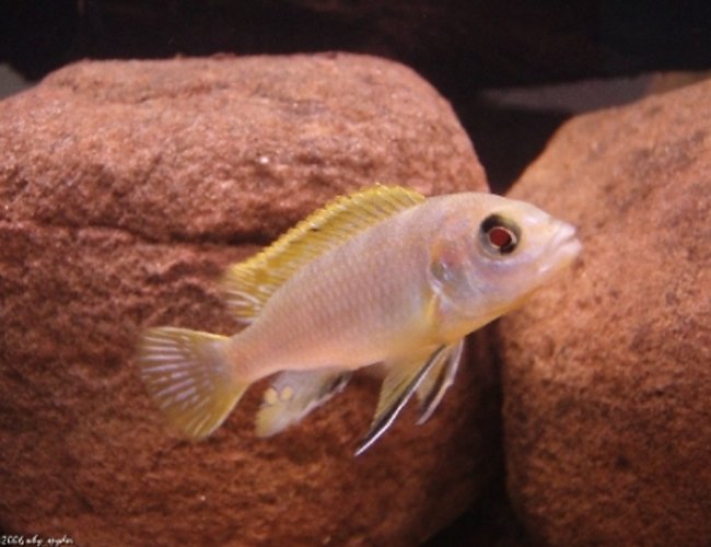 freshwater fish - labidochromis sp. perlmutt - perlmutt cichlid stocking in 55 gallons tank - Labidochromis perlmutt freshwater fish - labidochromis sp. perlmutt - perlmutt cichlid stocking in 55 gallons tank - Labidochromis perlmutt
